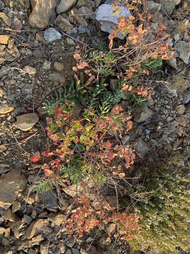 Euphorbia hercegovina photo 5