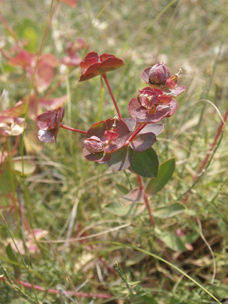 Euphorbia hercegovina photo 6