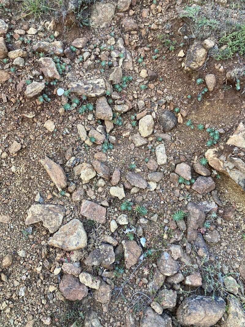 Euphorbia hercegovina photo 7