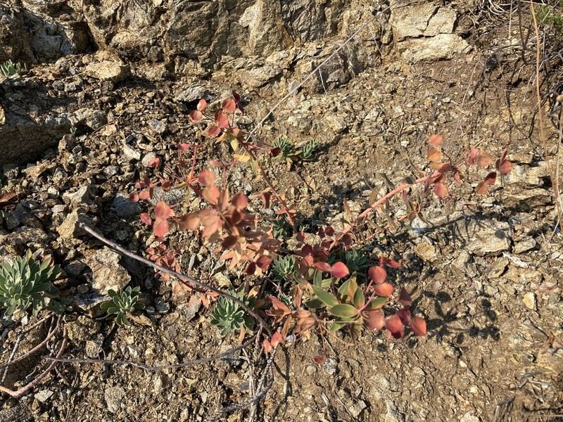 Euphorbia hercegovina photo 8