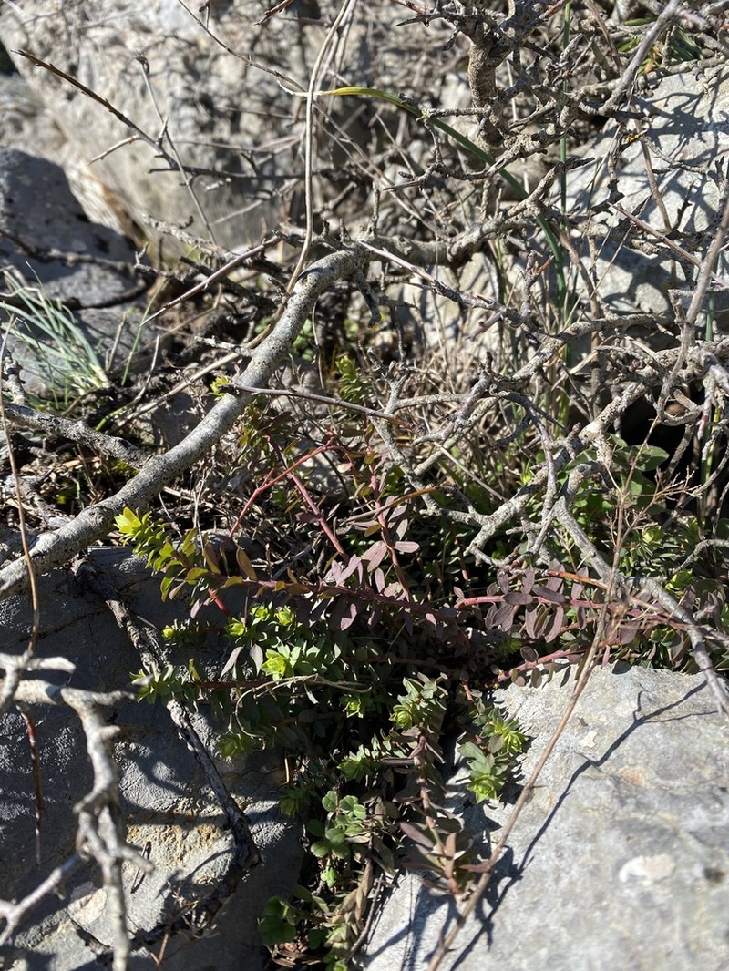 Euphorbia herniariifolia