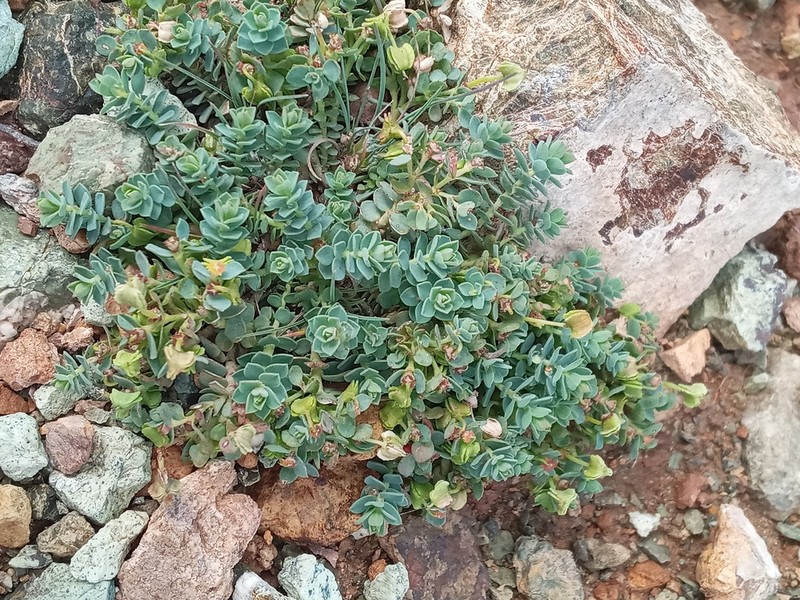 Euphorbia herniariifolia photo 2