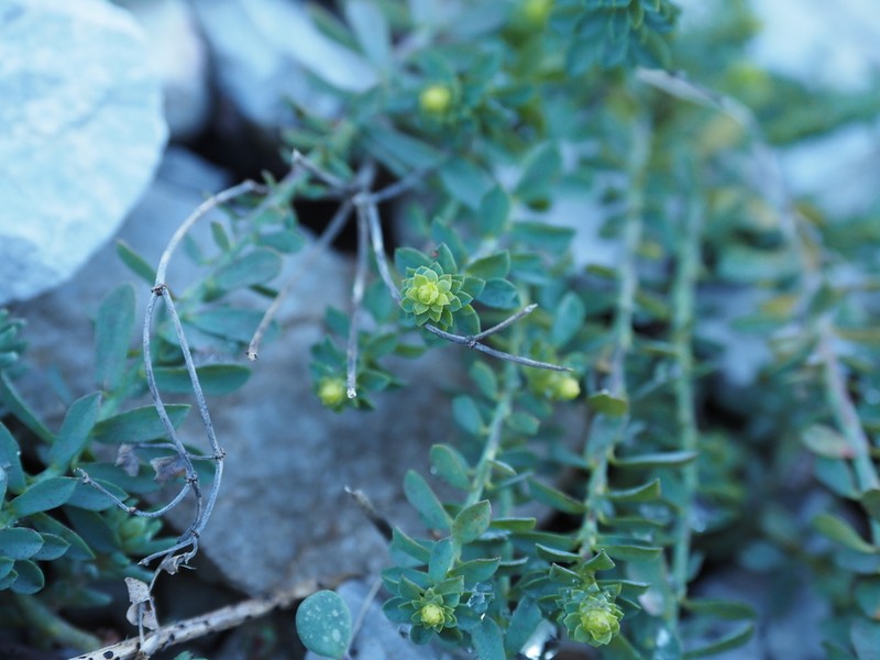 Euphorbia herniariifolia photo 3
