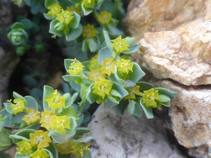 Euphorbia herniariifolia photo 4