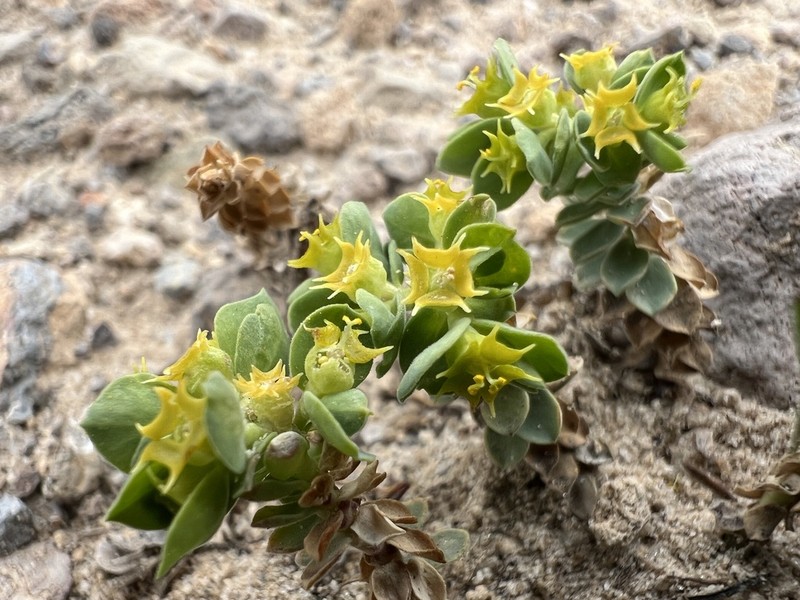 Euphorbia herniariifolia photo 5