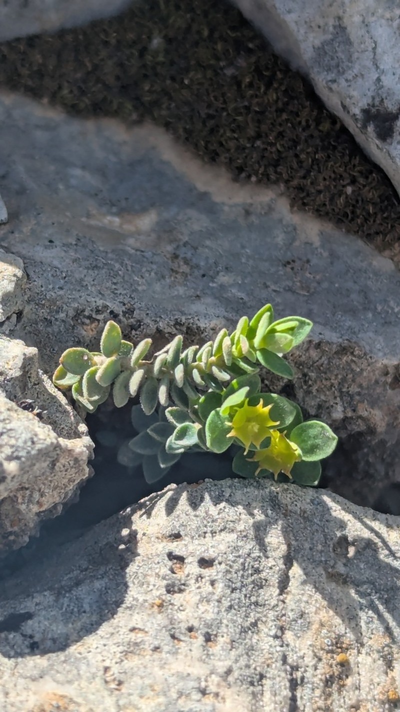 Euphorbia herniariifolia photo 6
