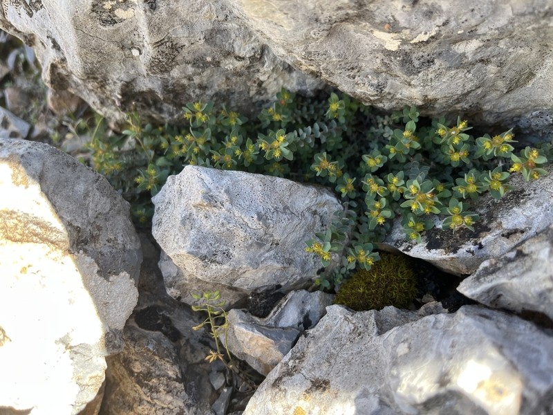 Euphorbia herniariifolia photo 7