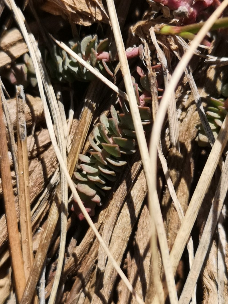 Euphorbia herniariifolia photo 8