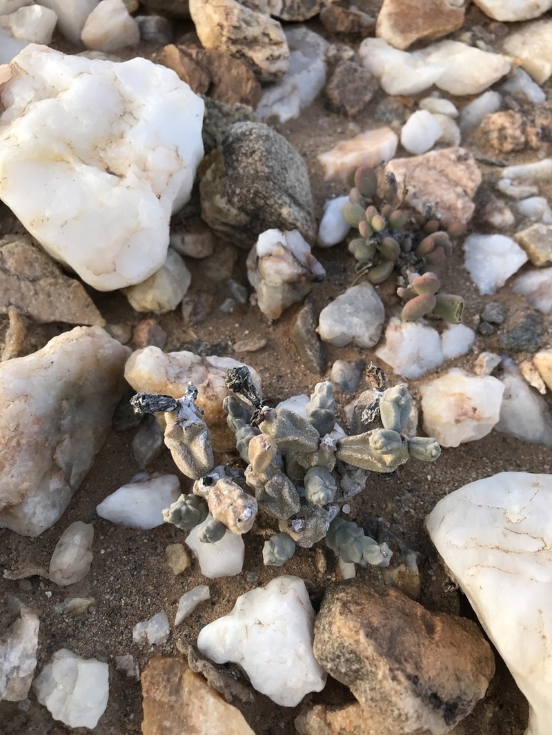 Euphorbia herrei photo 3