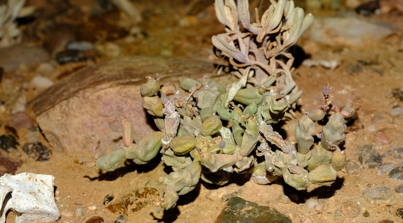 Euphorbia herrei photo 5
