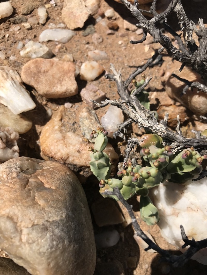 Euphorbia herrei photo 6