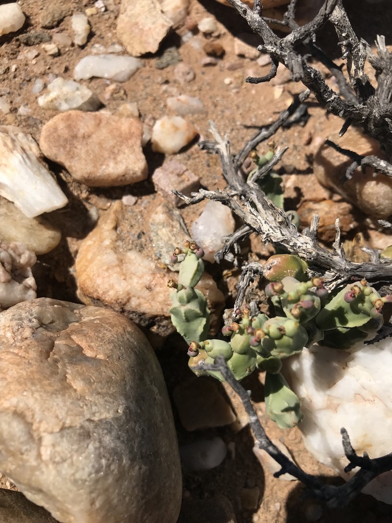 Euphorbia herrei photo 8