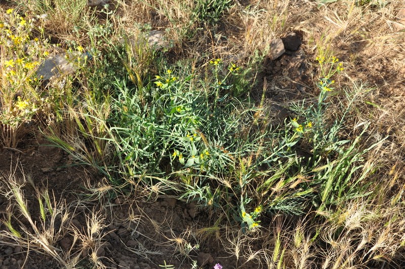 Euphorbia heteradena photo 2