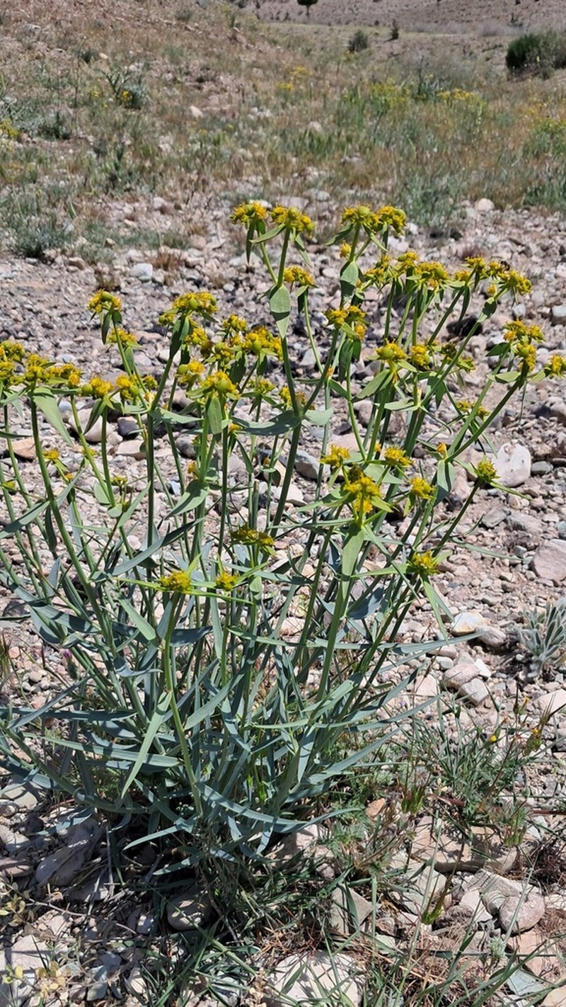Euphorbia heteradena photo 3