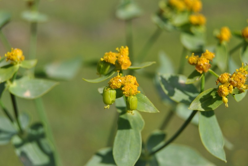 Euphorbia heteradena photo 4