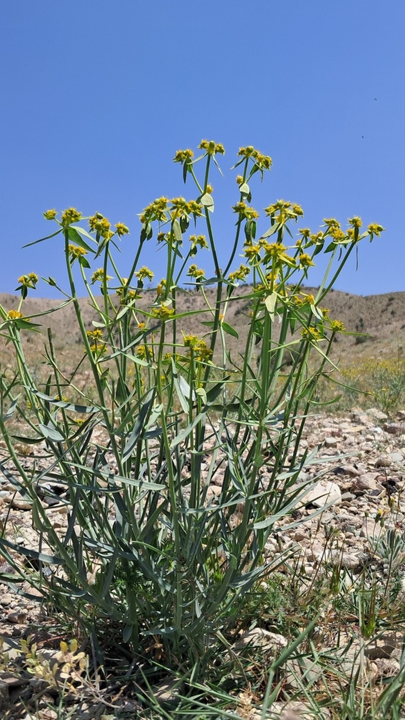 Euphorbia heteradena photo 5