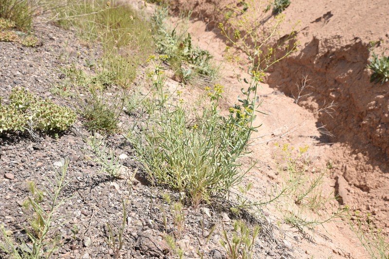 Euphorbia heteradena photo 6