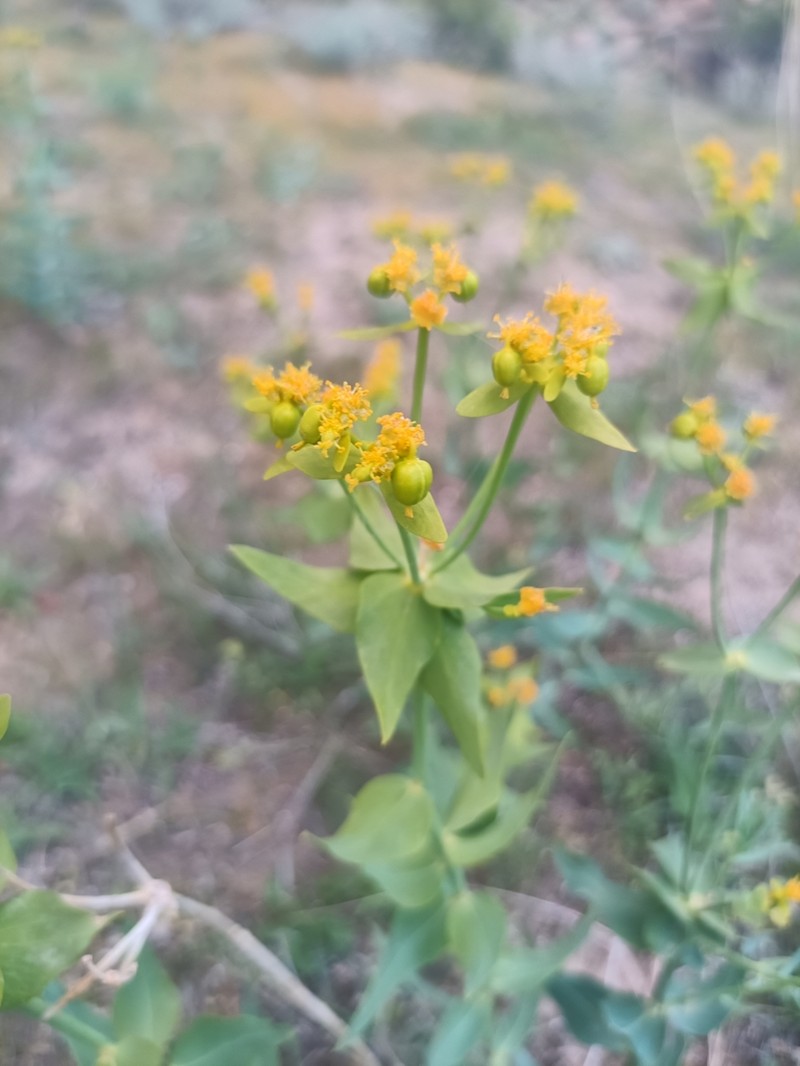 Euphorbia heteradena photo 7
