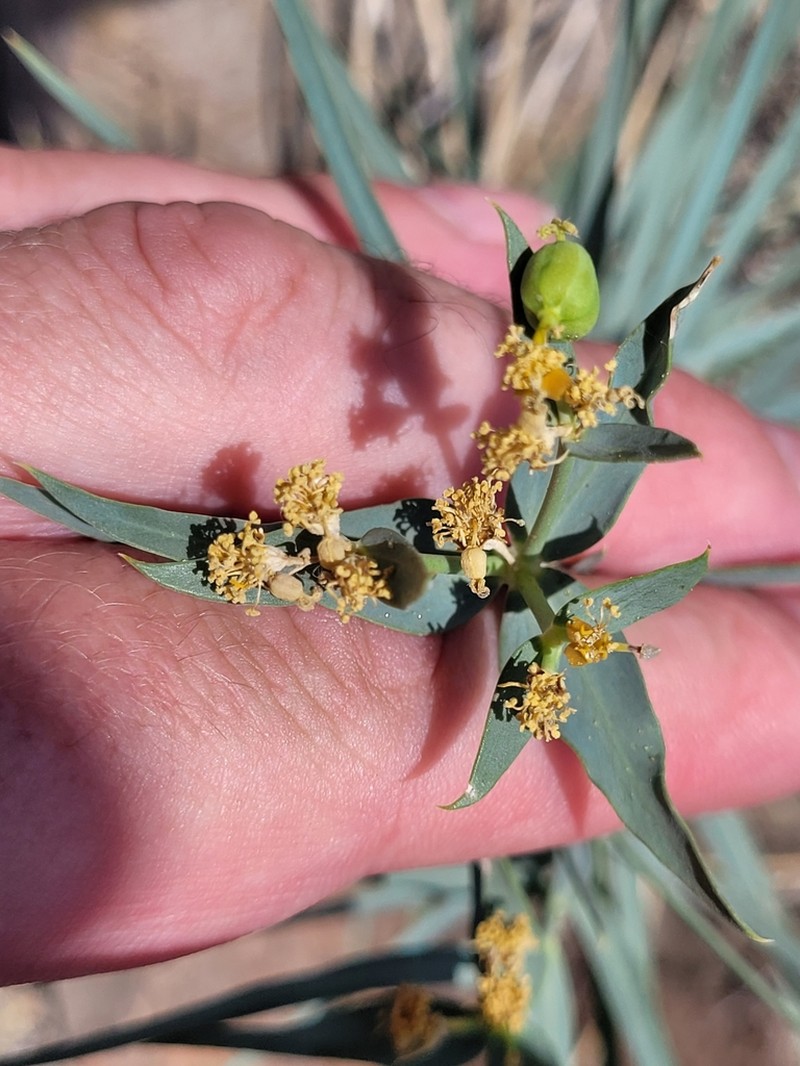 Euphorbia heteradena photo 8
