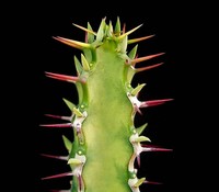 Euphorbia heterochroma