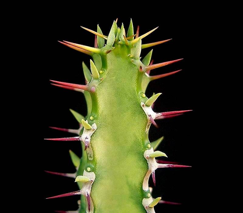 Euphorbia heterochroma
