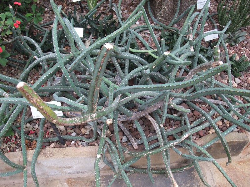 Euphorbia heterochroma photo 2