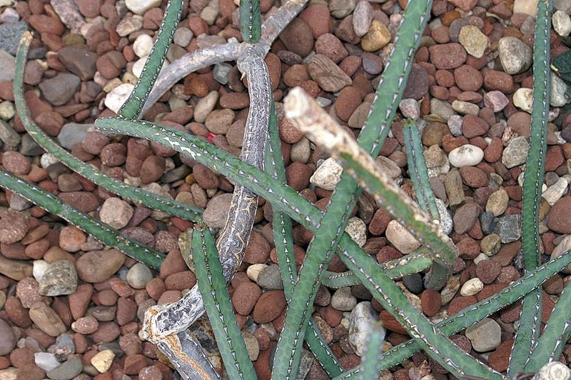 Euphorbia heterochroma photo 3