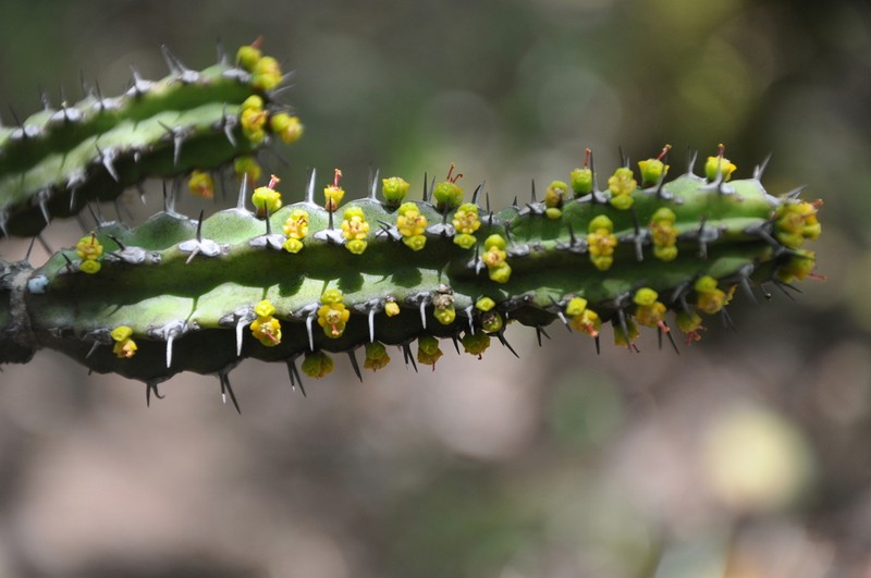 Euphorbia heterochroma photo 5