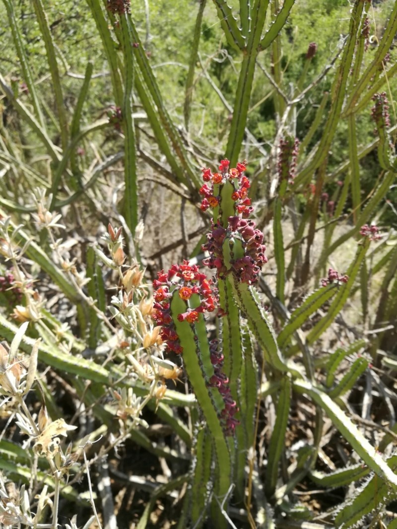 Euphorbia heterochroma photo 6