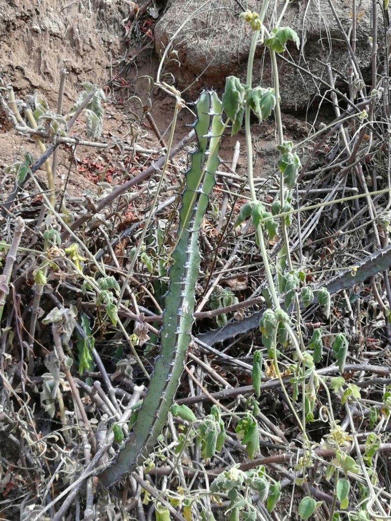 Euphorbia heterochroma photo 7