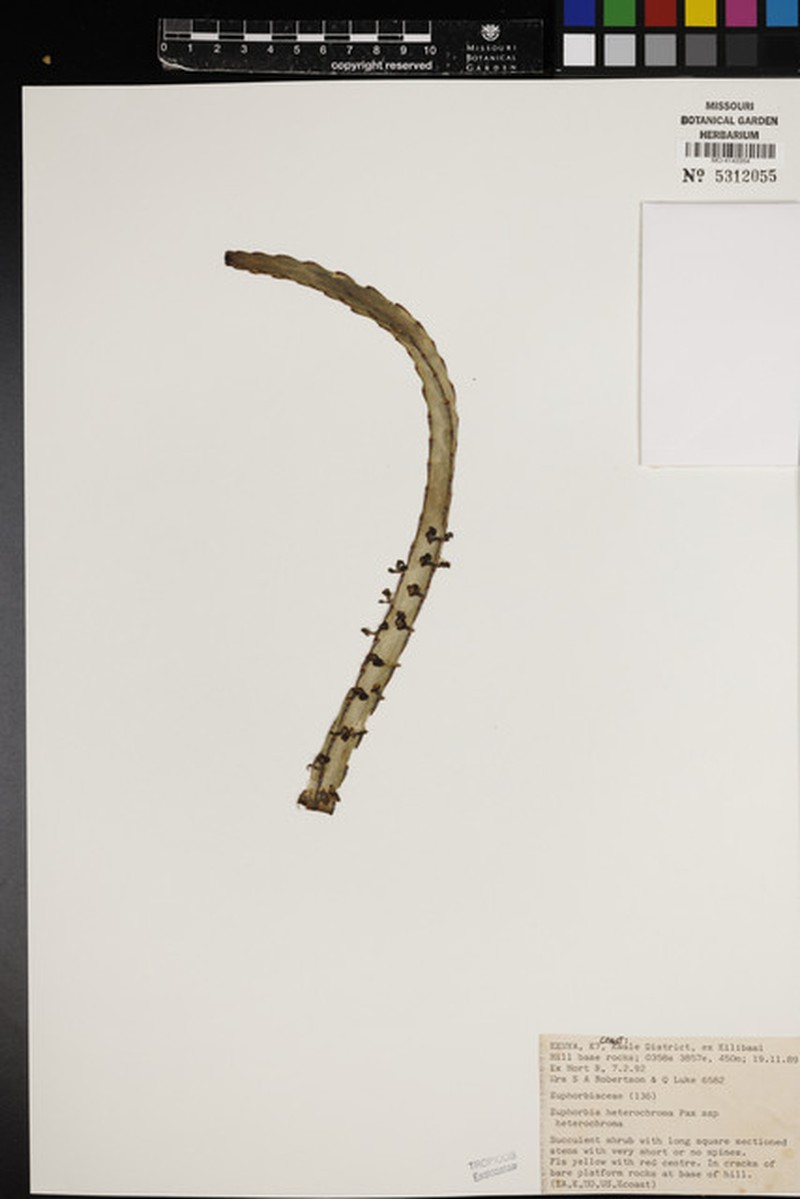 Euphorbia heterochroma subsp. heterochroma