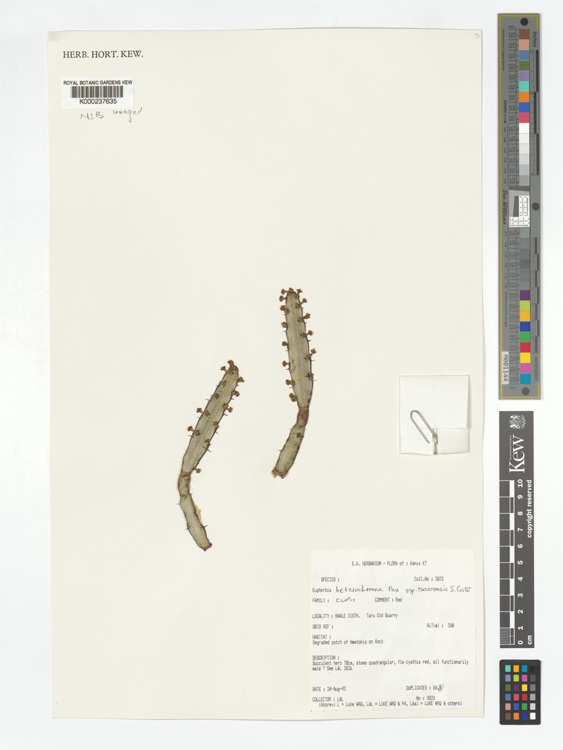 Euphorbia heterochroma subsp. tsavoensis