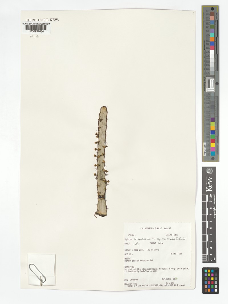 Euphorbia heterochroma subsp. tsavoensis photo 2