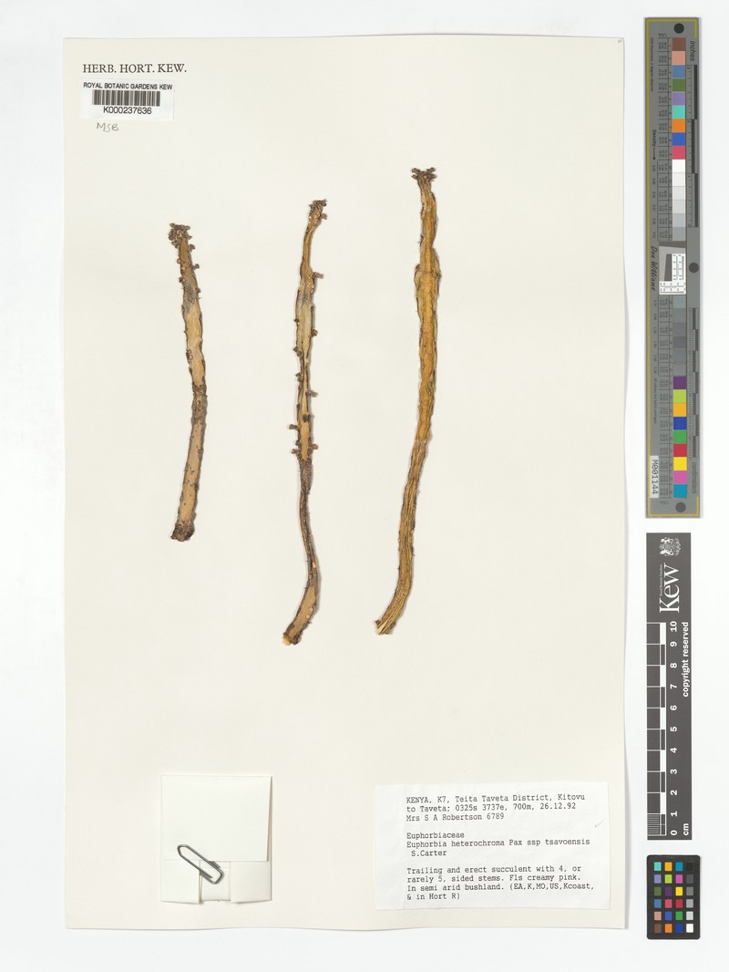 Euphorbia heterochroma subsp. tsavoensis photo 3