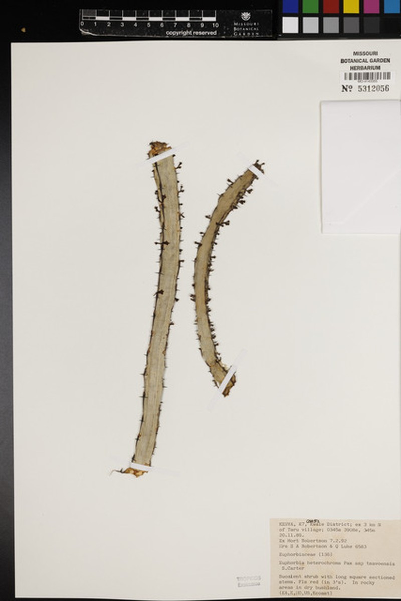 Euphorbia heterochroma subsp. tsavoensis photo 5