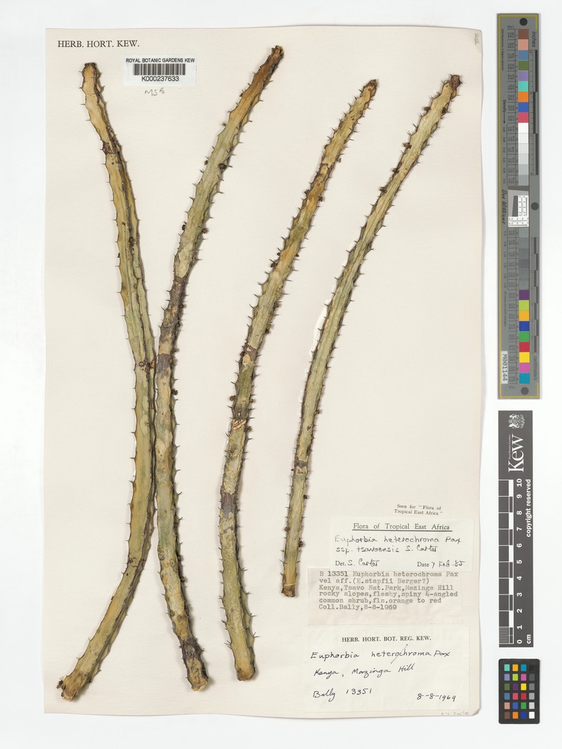 Euphorbia heterochroma subsp. tsavoensis photo 6