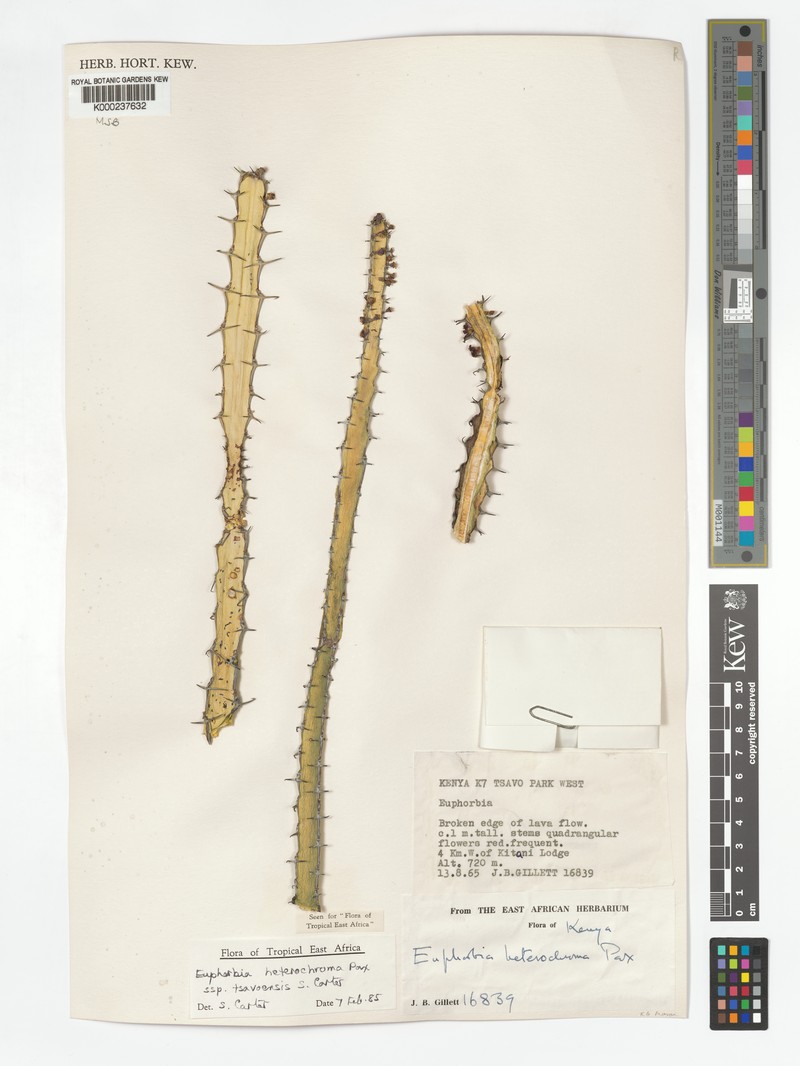 Euphorbia heterochroma subsp. tsavoensis photo 7