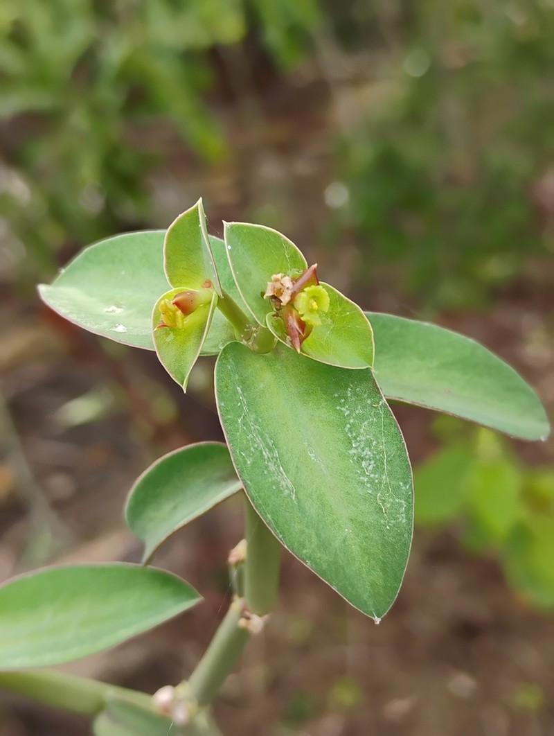 Euphorbia heterodoxa