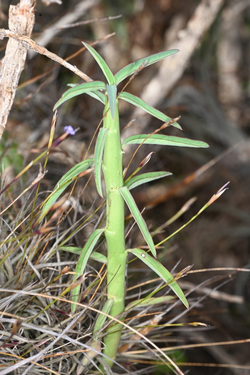 Euphorbia heterodoxa photo 2