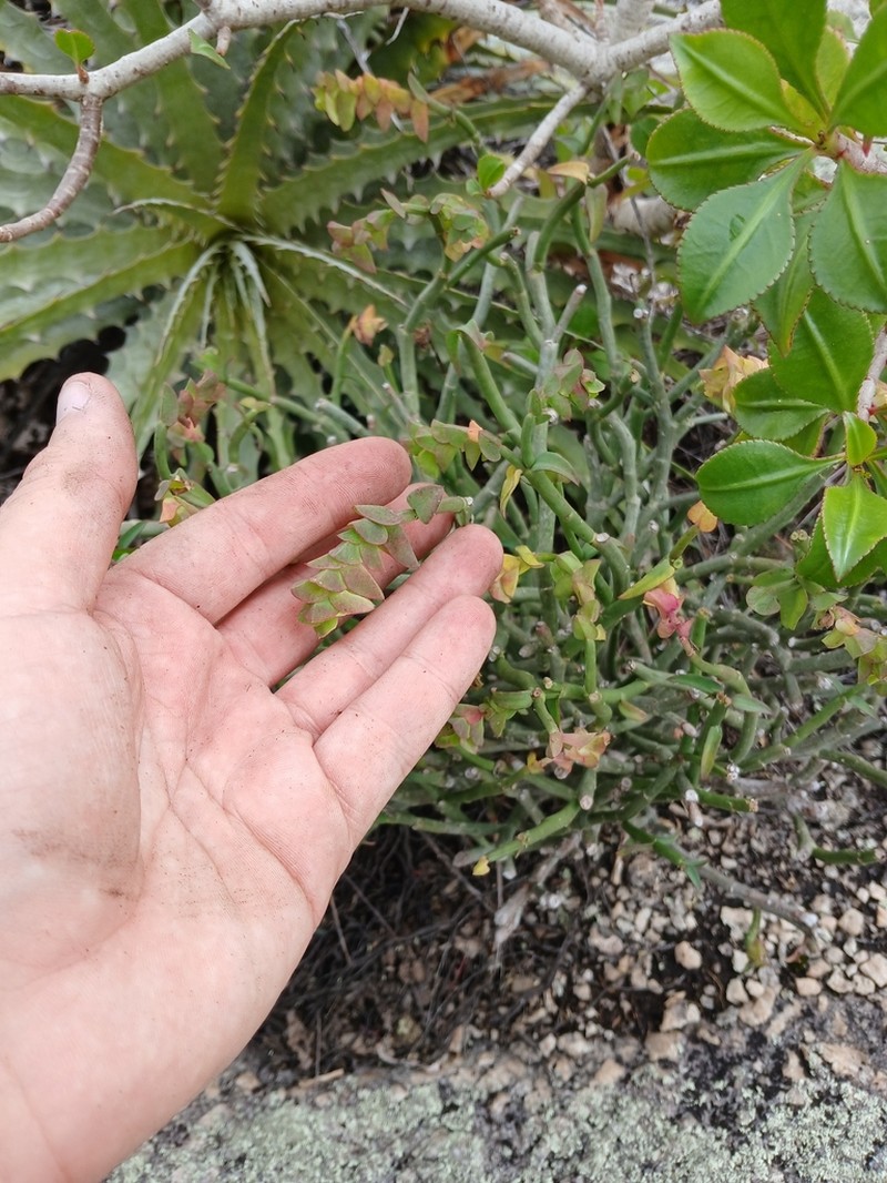 Euphorbia heterodoxa photo 3
