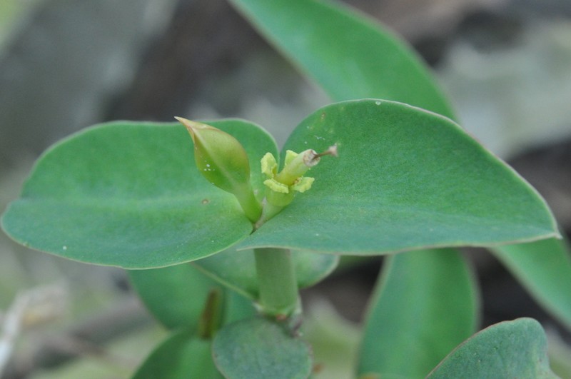 Euphorbia heterodoxa photo 4