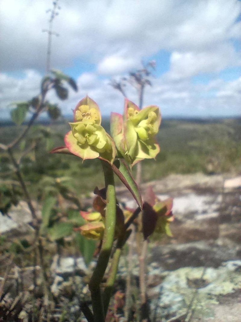 Euphorbia heterodoxa photo 5