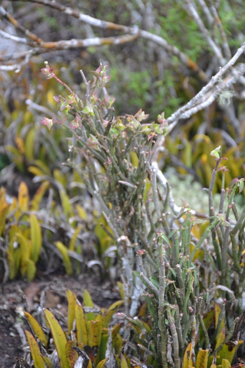 Euphorbia heterodoxa photo 6