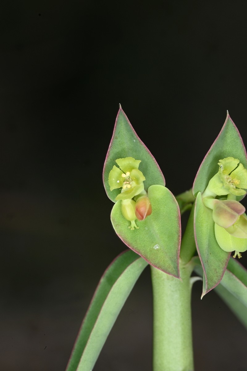 Euphorbia heterodoxa photo 7