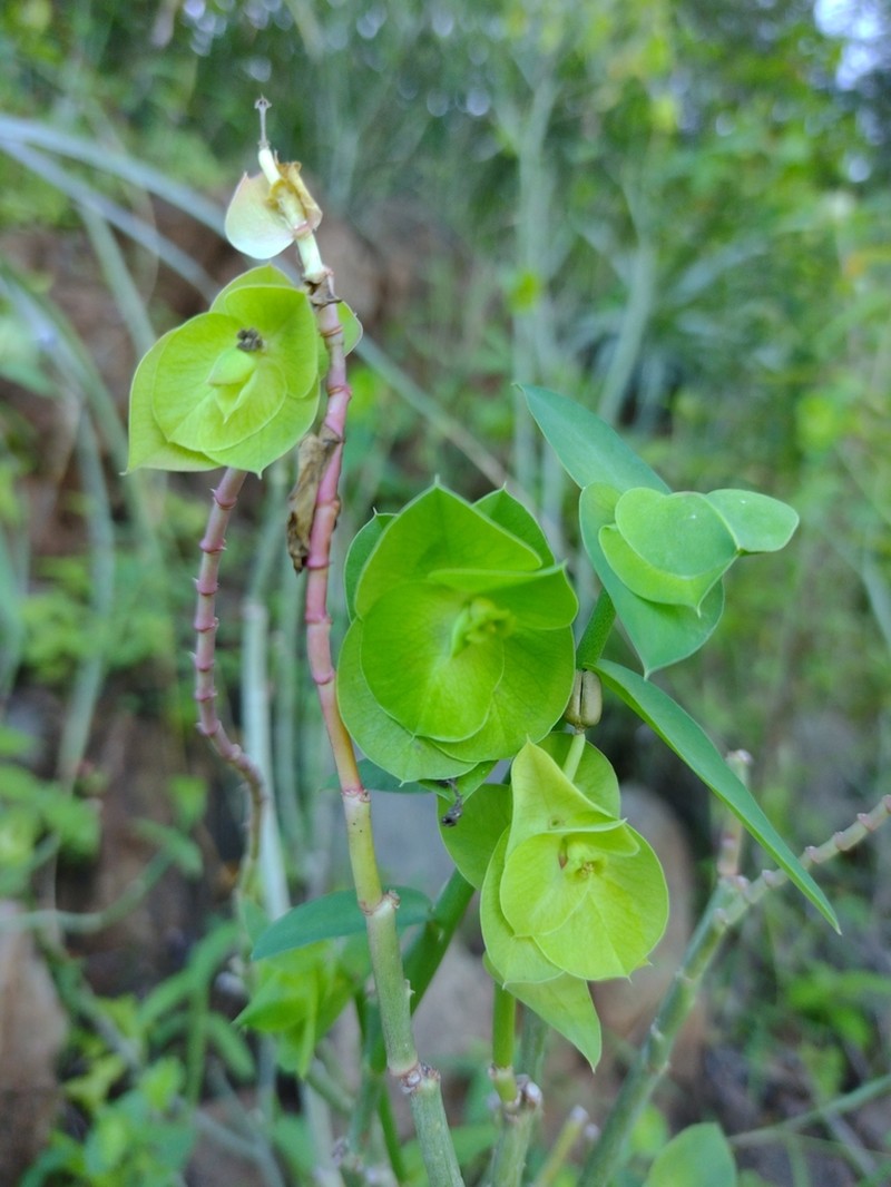 Euphorbia heterodoxa photo 8