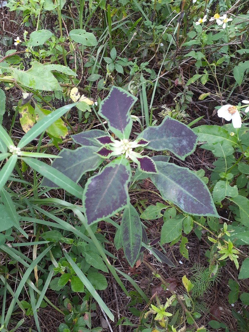 Mexican Fireplant
