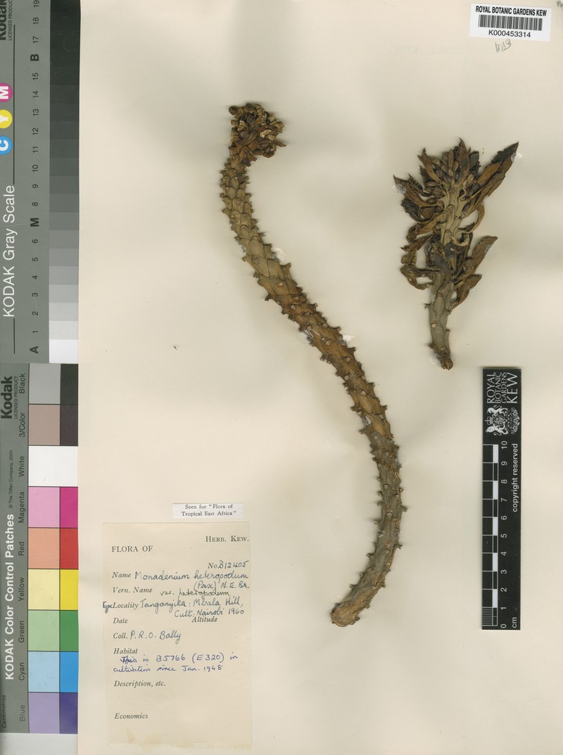 Euphorbia heteropodum photo 3