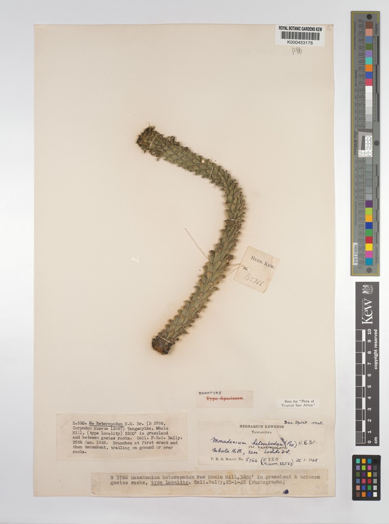Euphorbia heteropodum photo 4