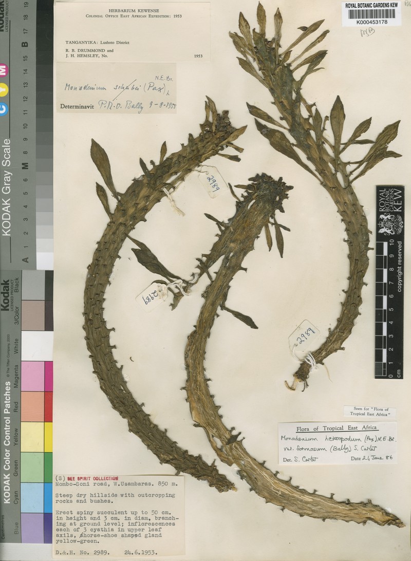 Euphorbia heteropodum photo 5