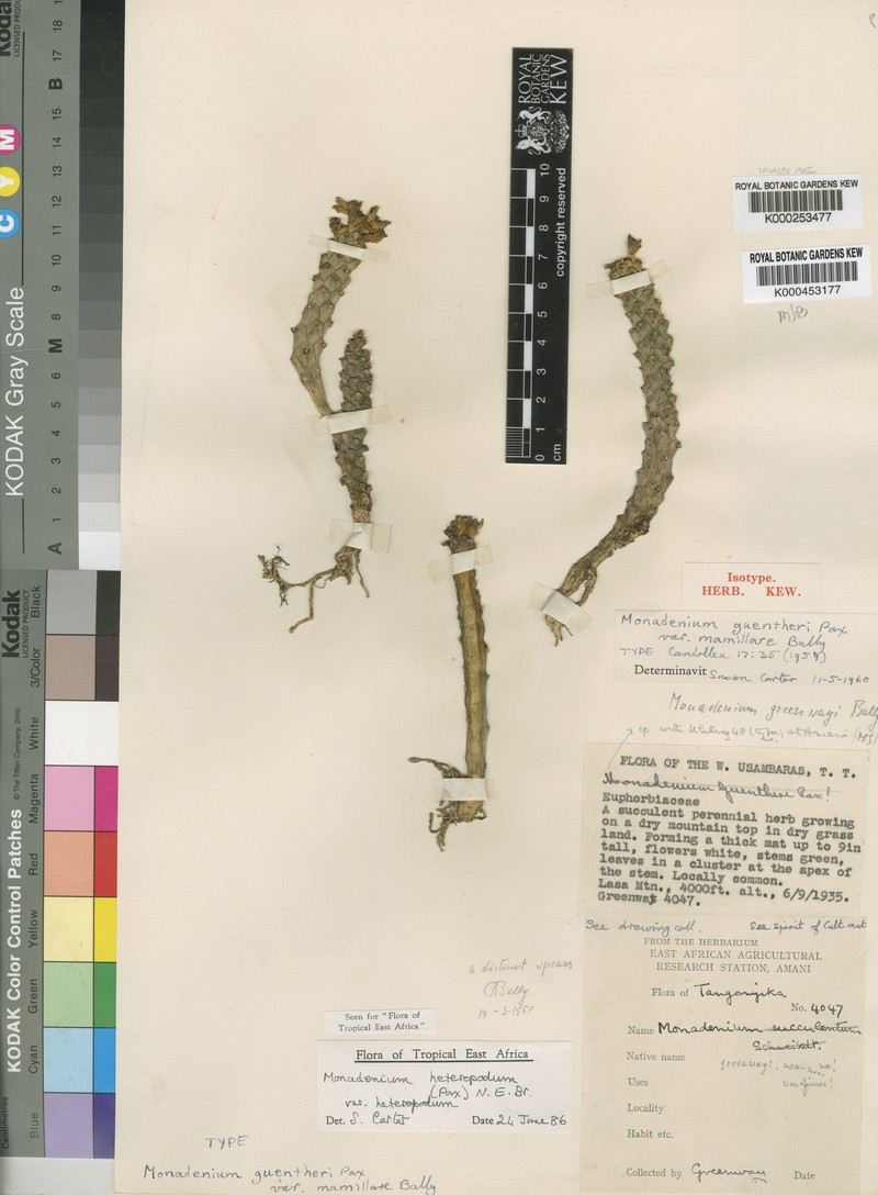 Euphorbia heteropodum photo 6